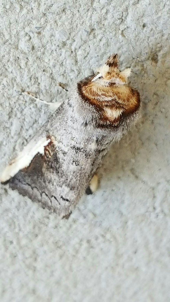 Symmerista (Symmerista)