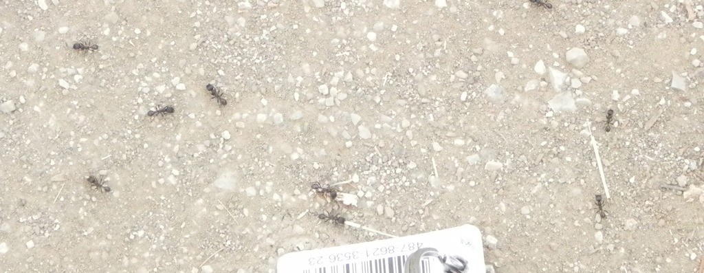 Veromessor (Veromessor)