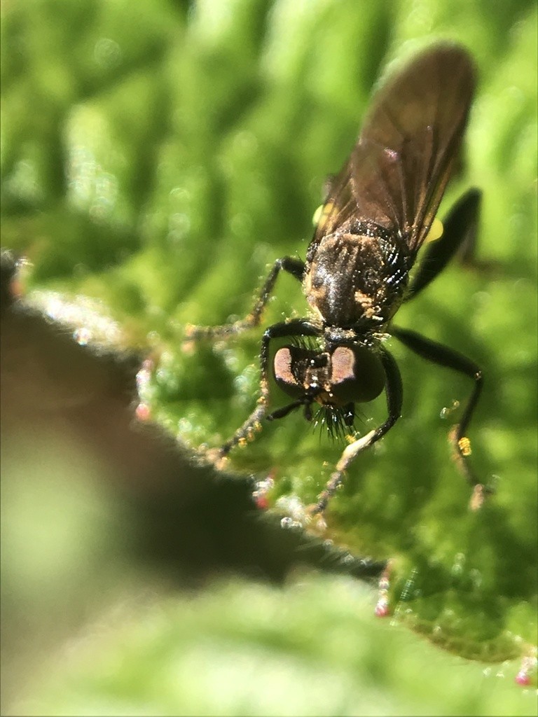 Eudioctria (Eudioctria)