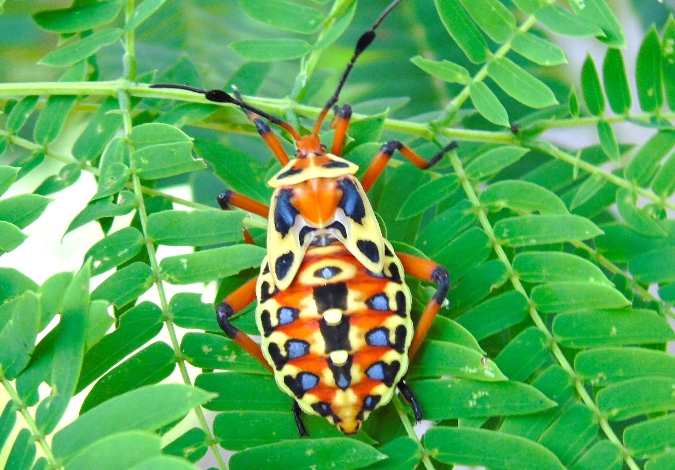 Giant mesquite bugs (Thasus)