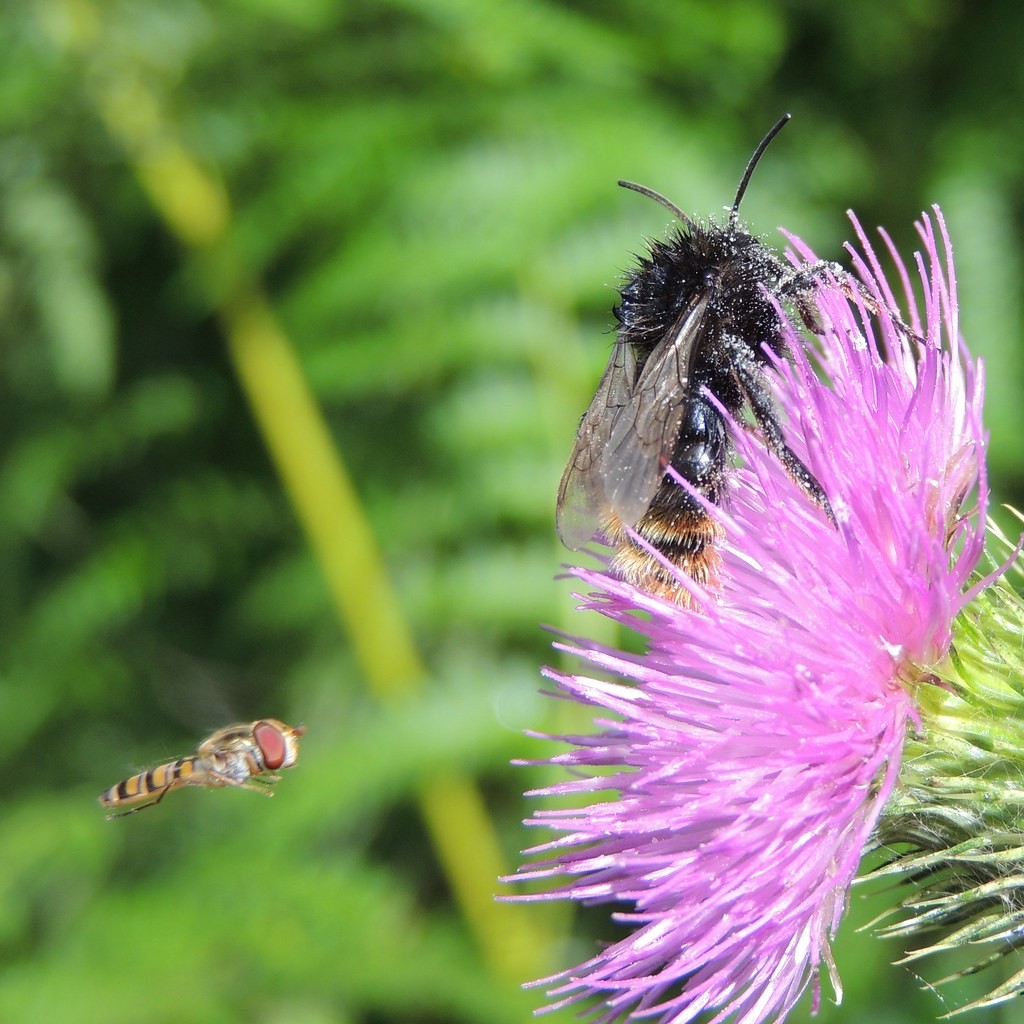 Bombus rupestris (Bombus rupestris) - Picture Insect