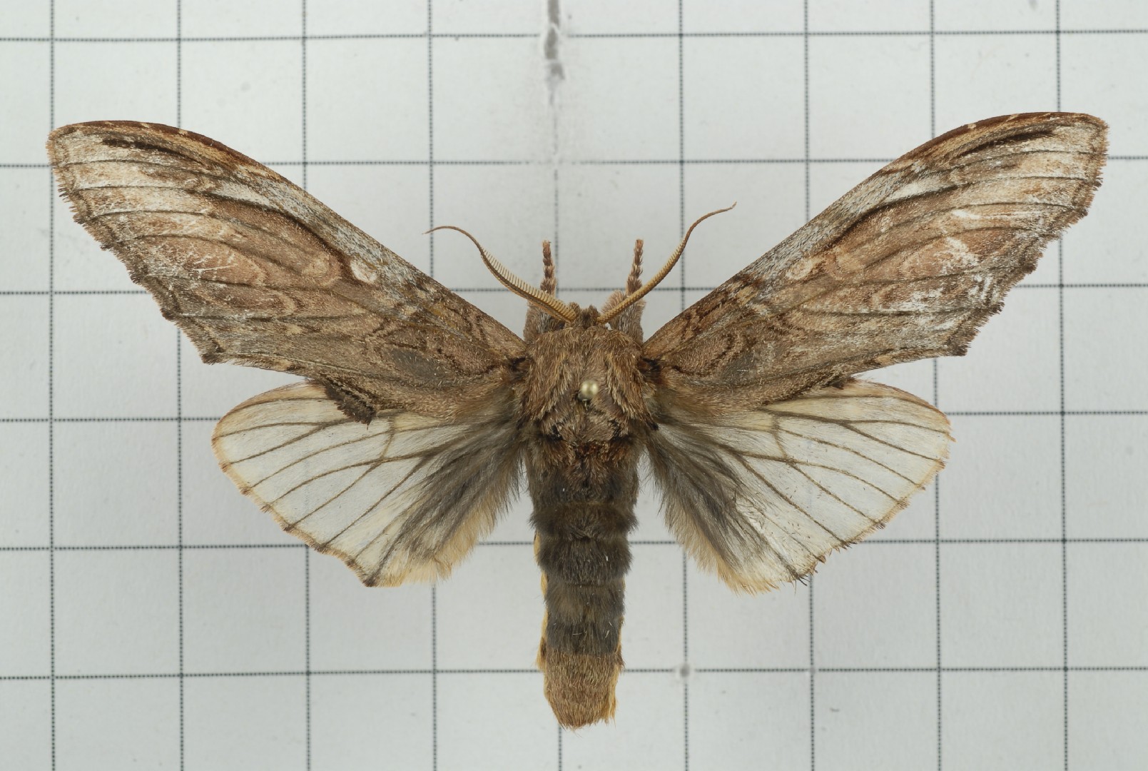 Acmeshachia (Acmeshachia)