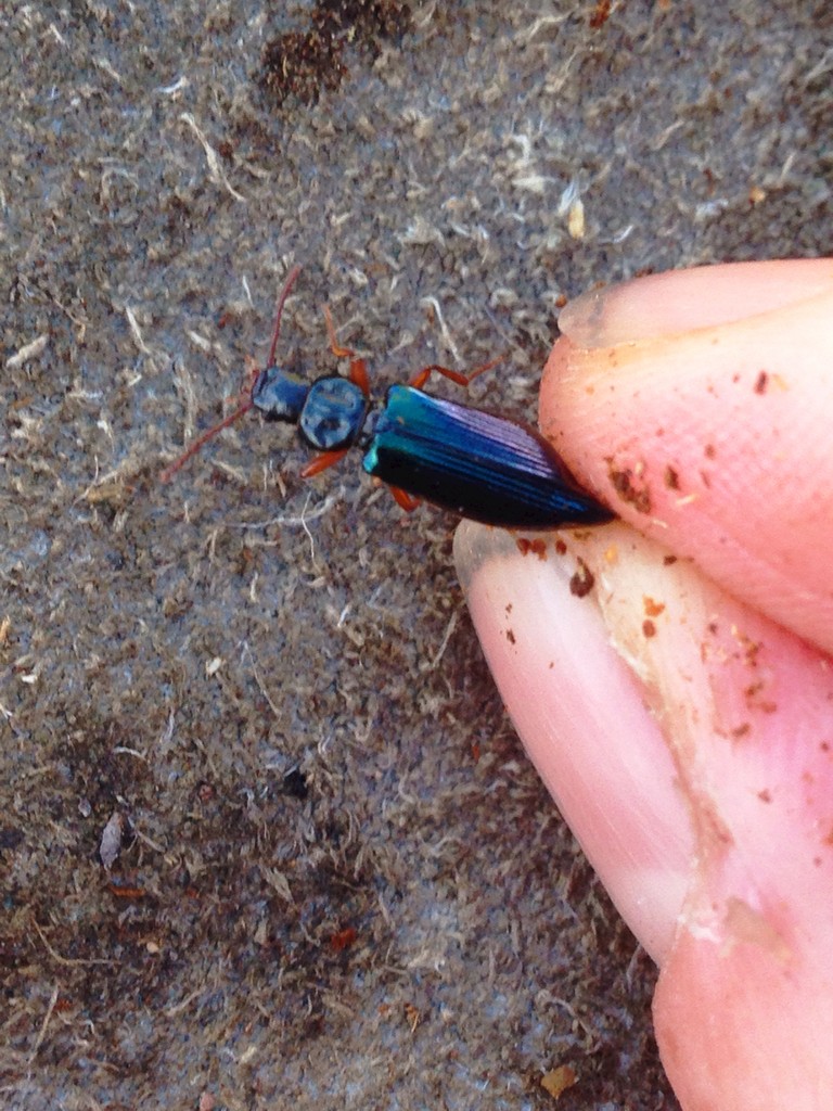 Pytho americanus (Pytho americanus) - Picture Insect