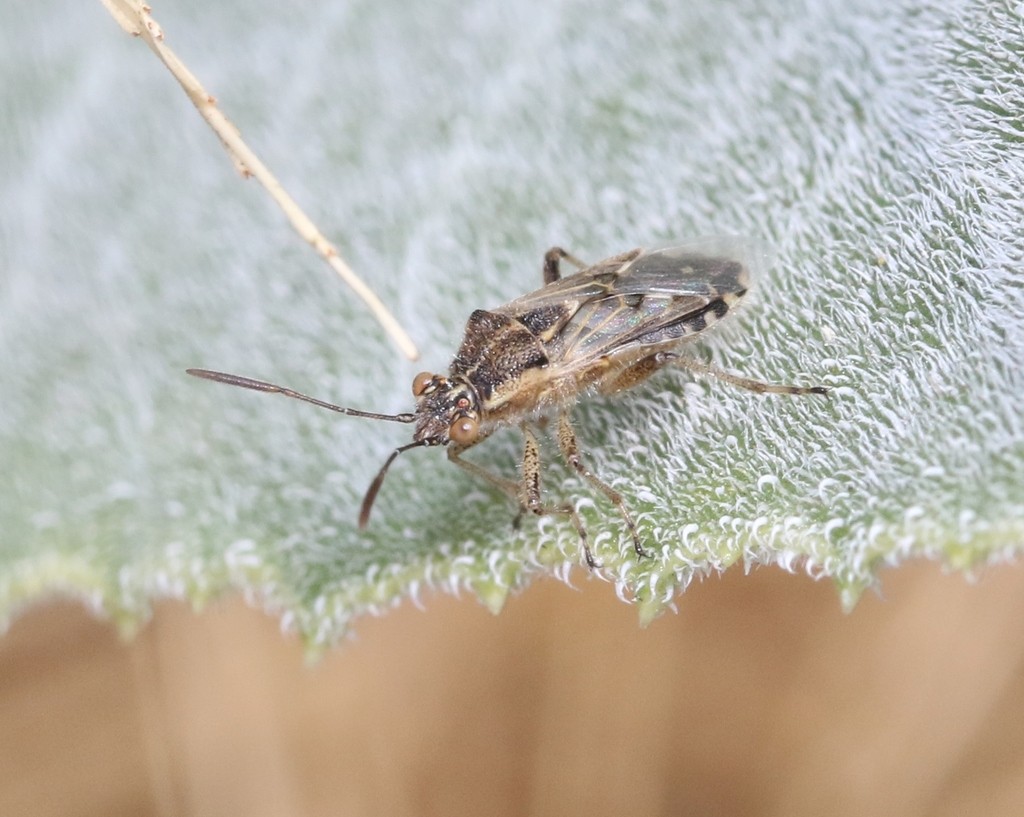 Жук травяной гиалоидный (Liorhyssus hyalinus) - Picture Insect