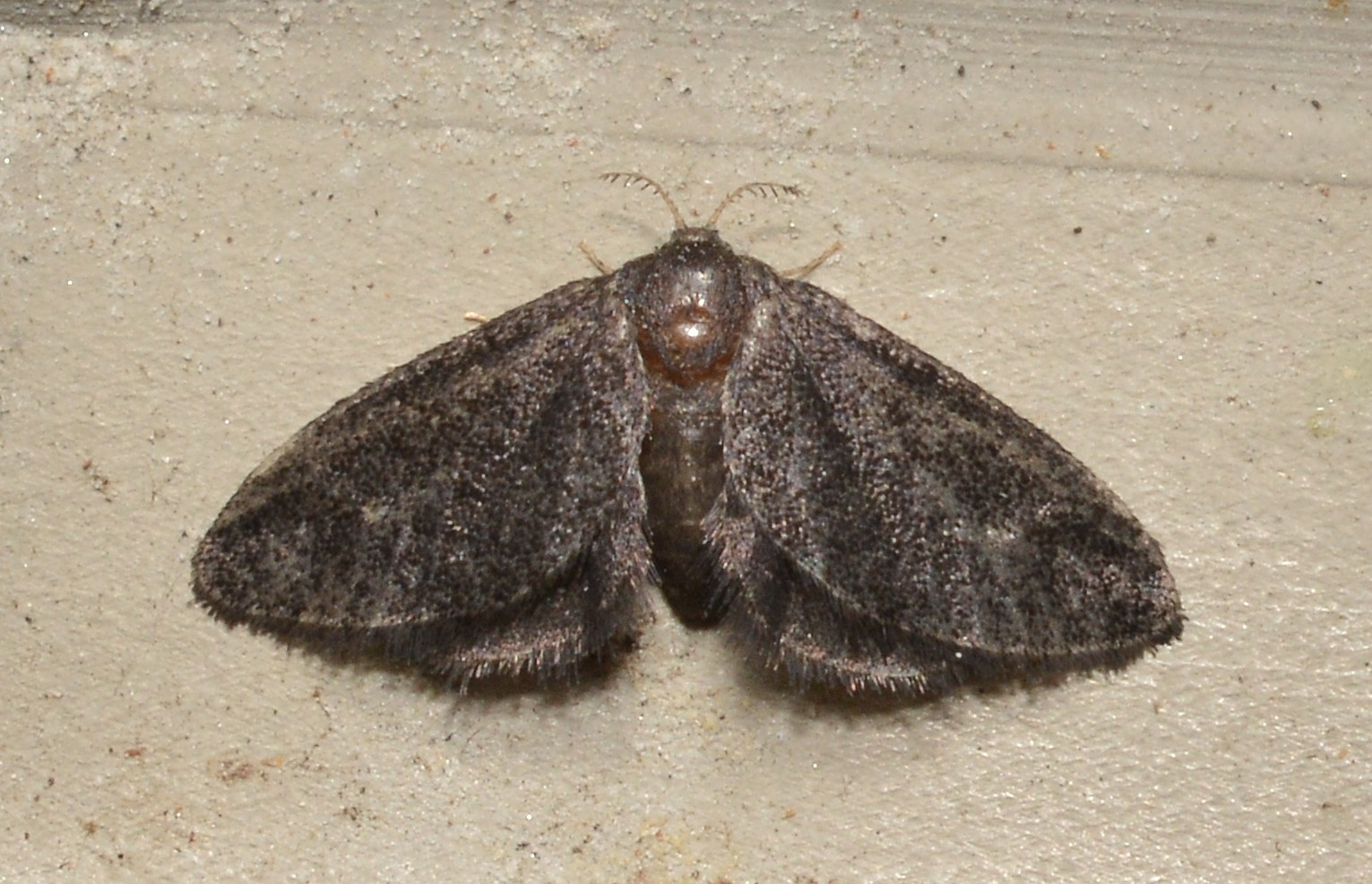 Fulgoraecia (Fulgoraecia)