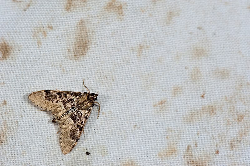 Parbattia (Parbattia)