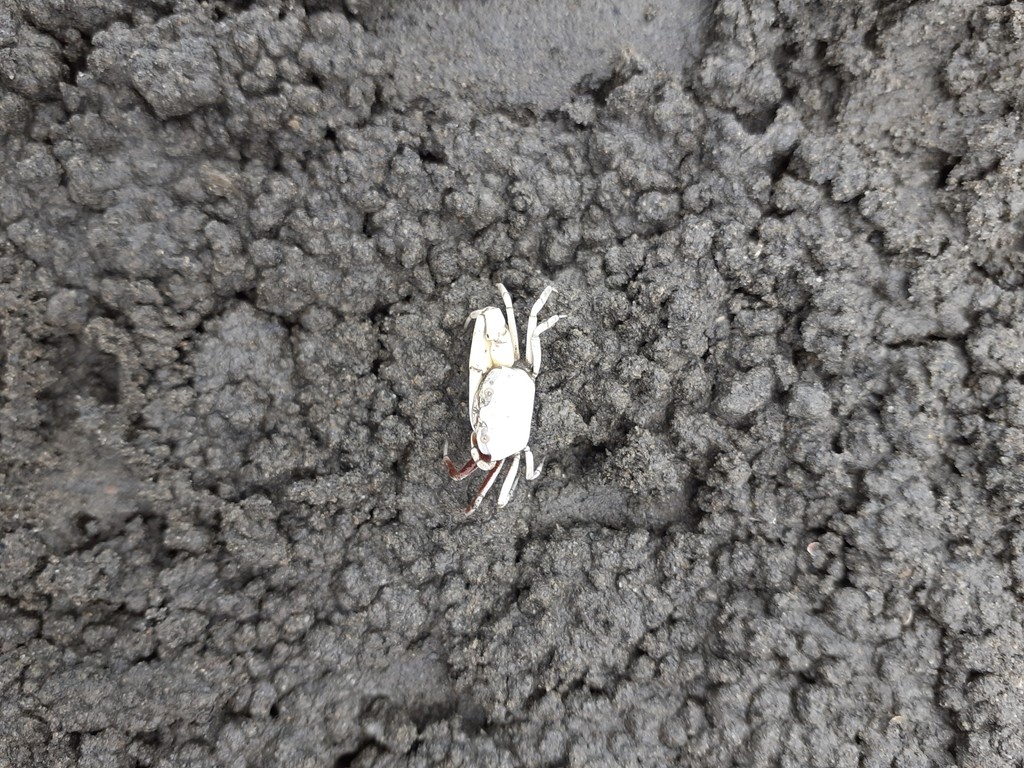 Milky fiddler crab