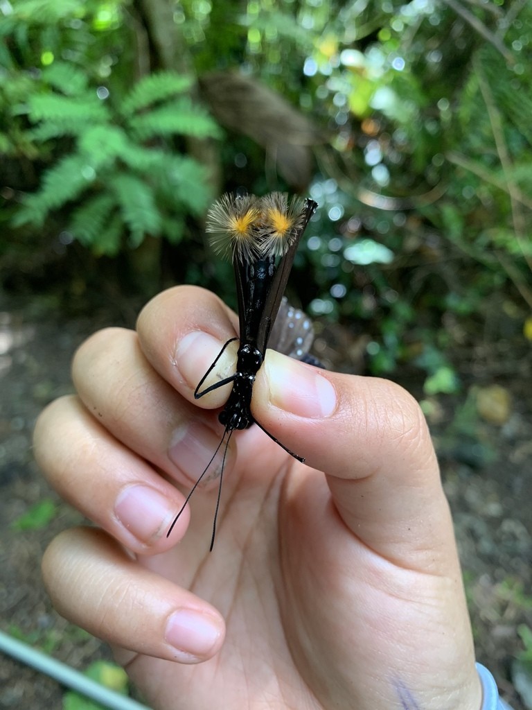 Blue-banded king crow butterfly
