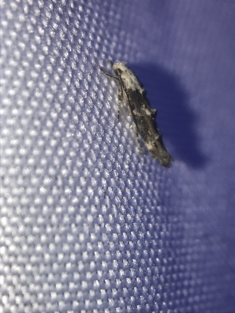 Coleotechnites (Coleotechnites)