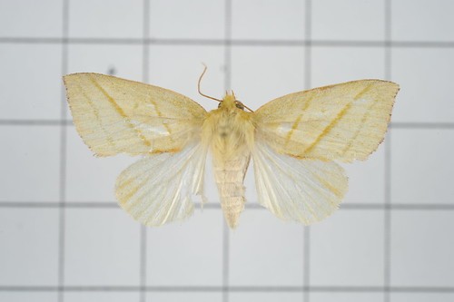 Hylophilodes (Hylophilodes)