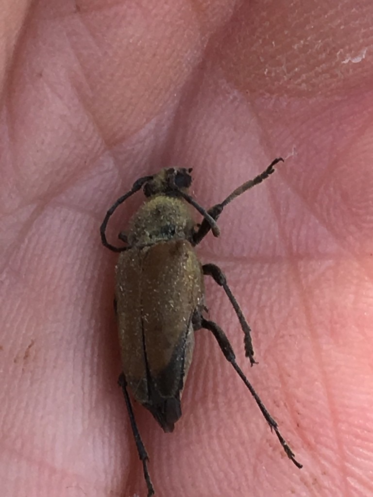 Trigonarthris (Trigonarthris)