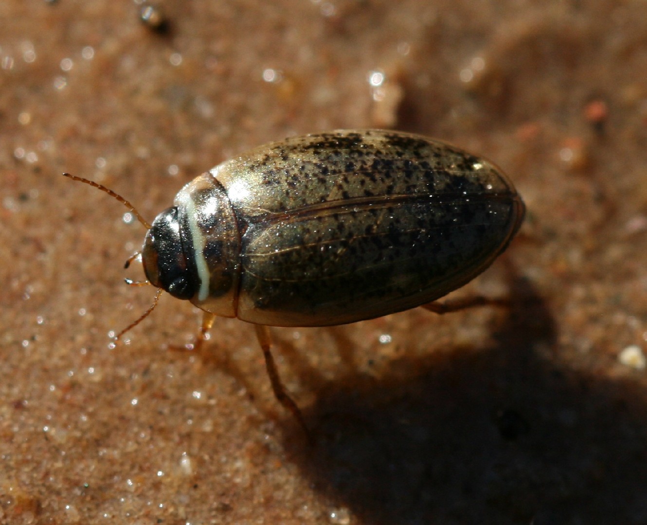 Agabus nebulosus (Agabus nebulosus) - Picture Insect