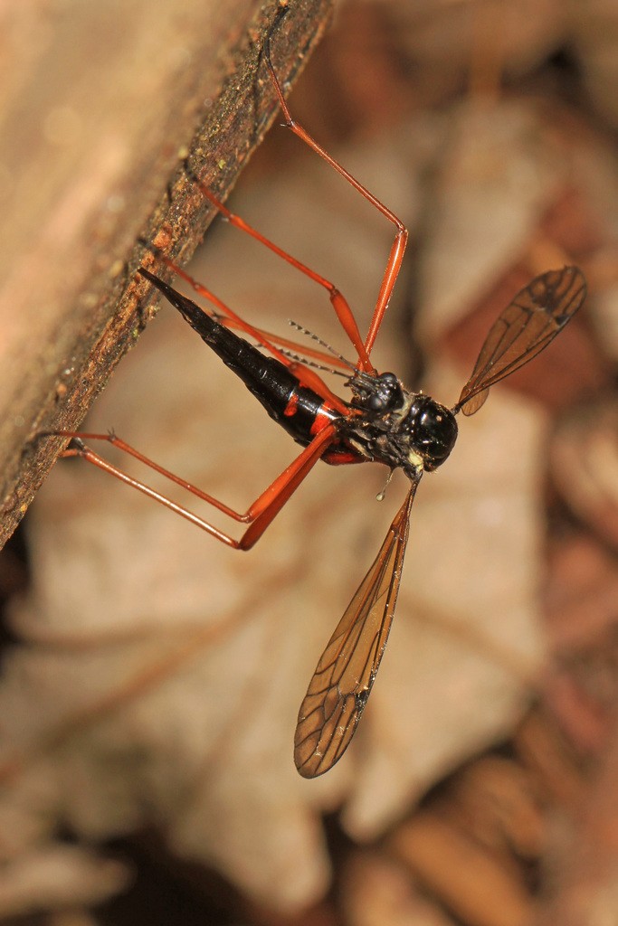 Tanyptera (Tanyptera)