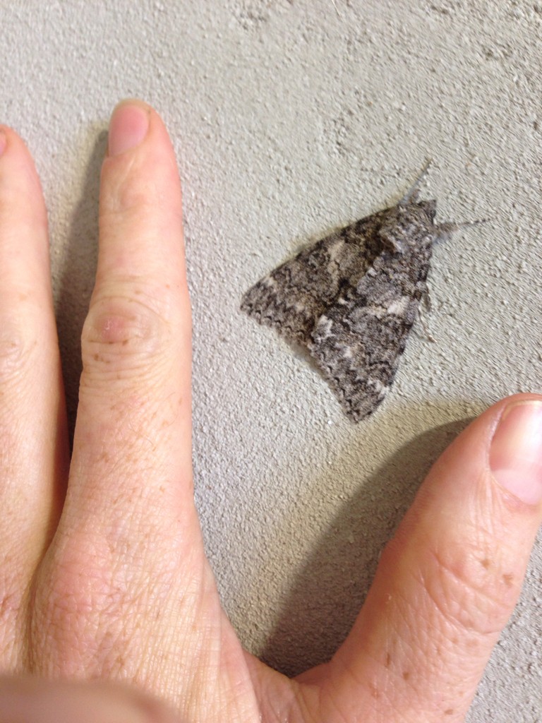 Once-married underwing