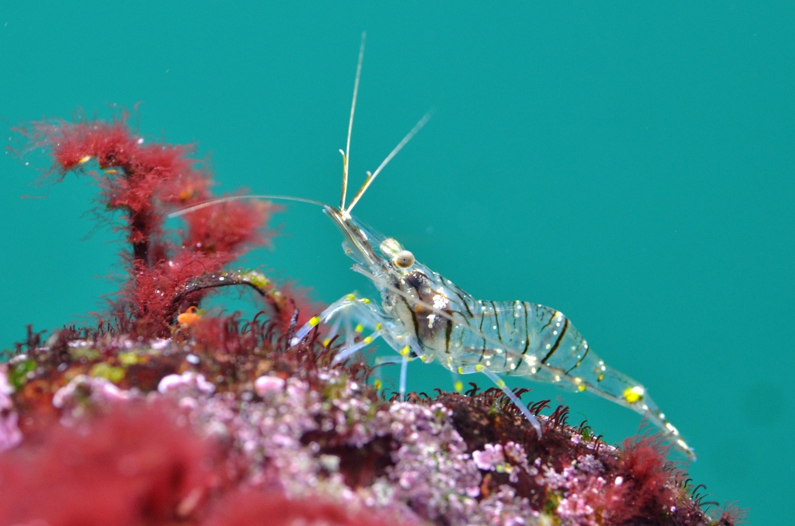 Common prawn