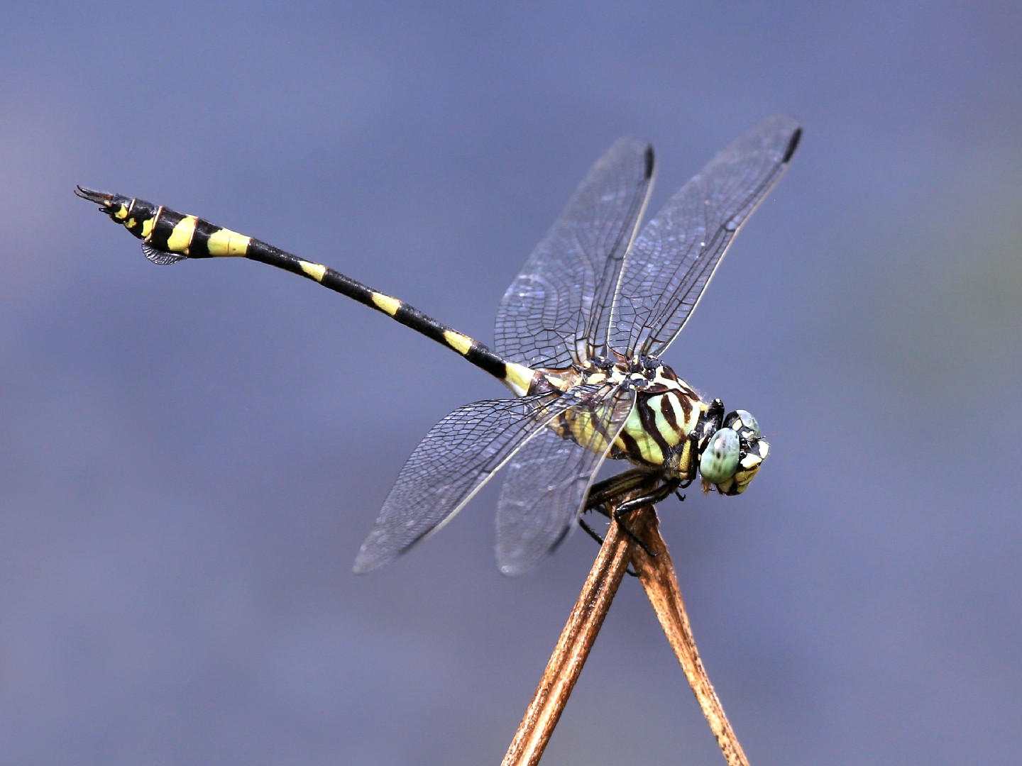 Tigertails (Ictinogomphus)