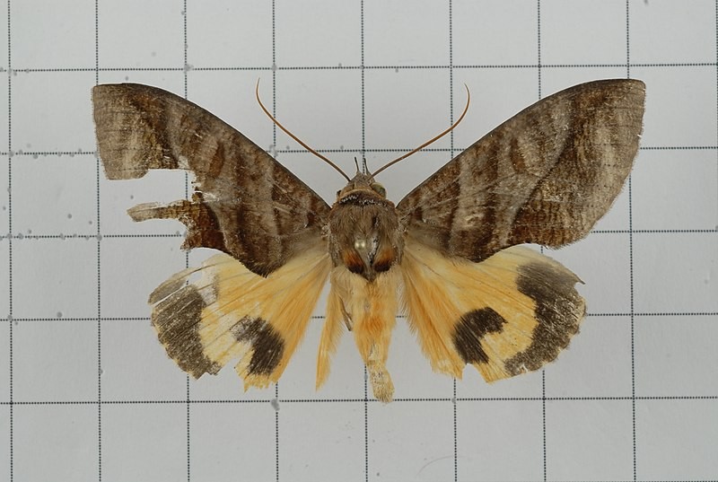 Eudocima homaena