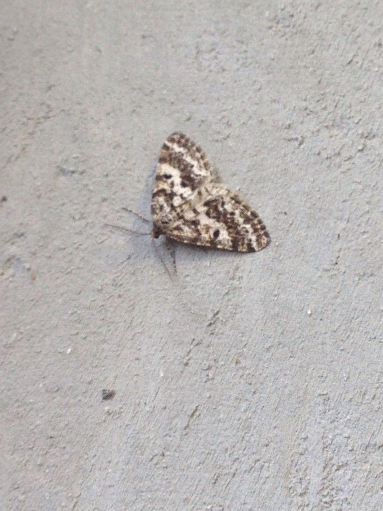 Powder moths (Eufidonia)