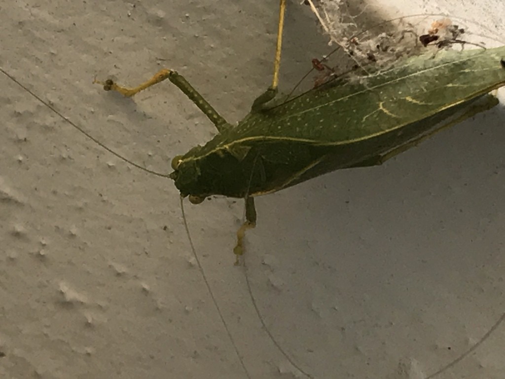 Angle-wing katydids (Microcentrum)