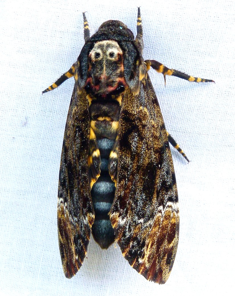 昆虫標本｠クロメンガタスズメ - 虫類用品
