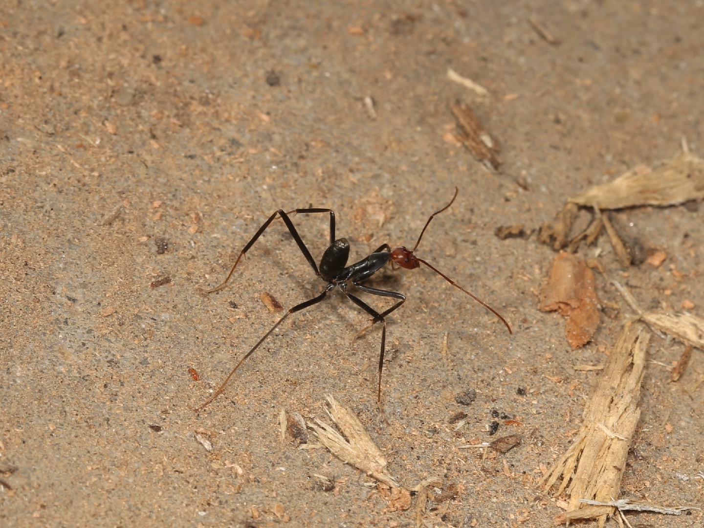 Spider ants (Leptomyrmex)