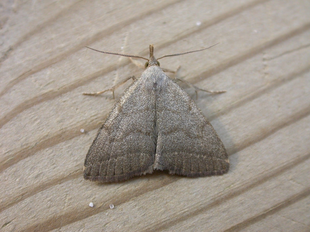 Pechipogo (Pechipogo)