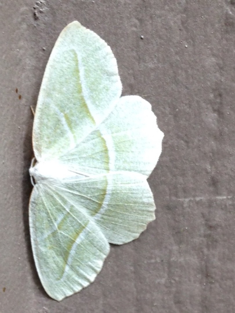 Campaea (Campaea)
