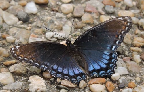 アメリカアオイチモンジ (Limenitis arthemis) - Picture Insect