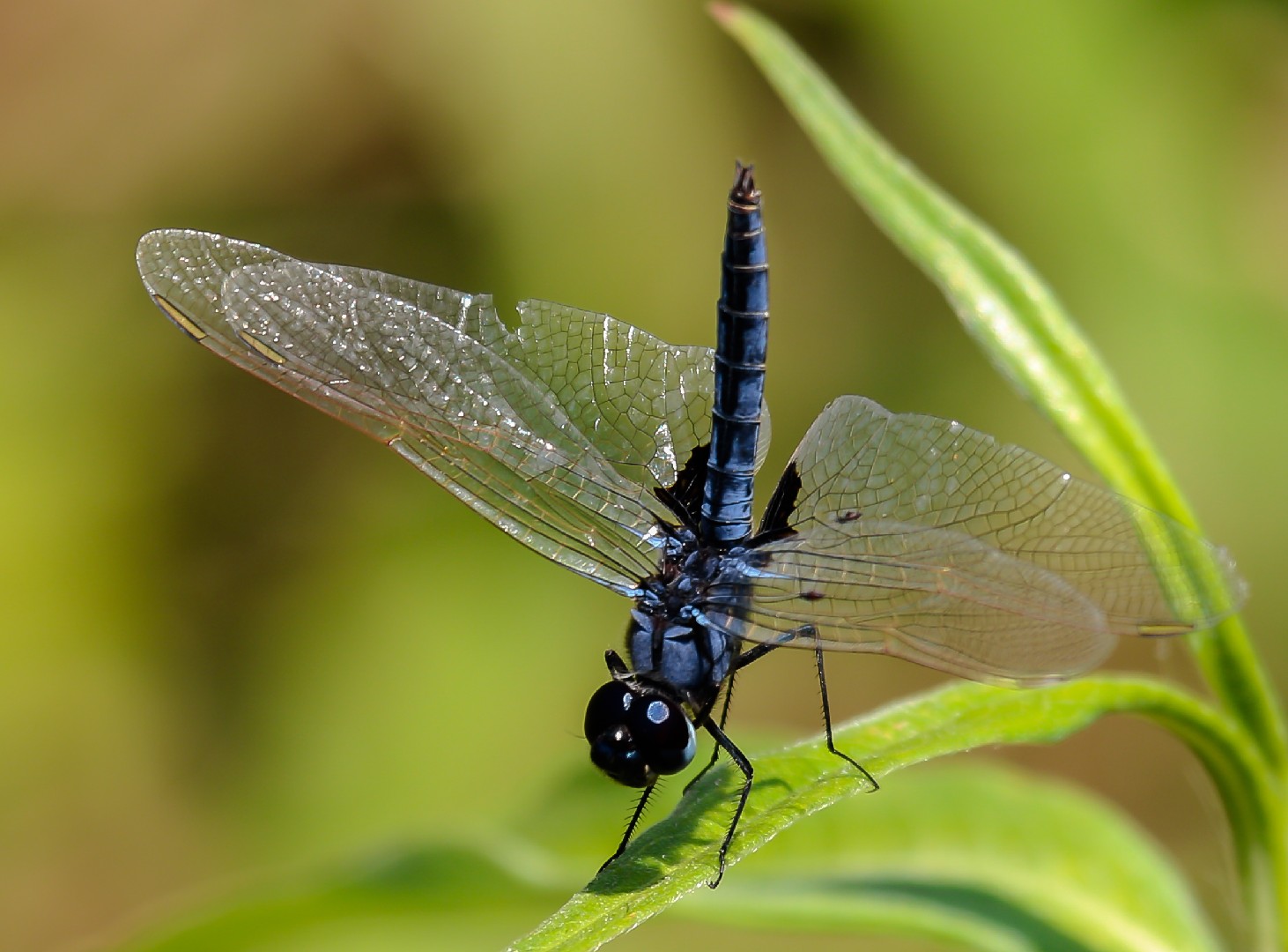 Urothemis (Urothemis)