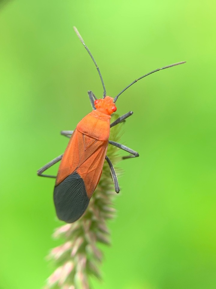 Leptocoris (Leptocoris)