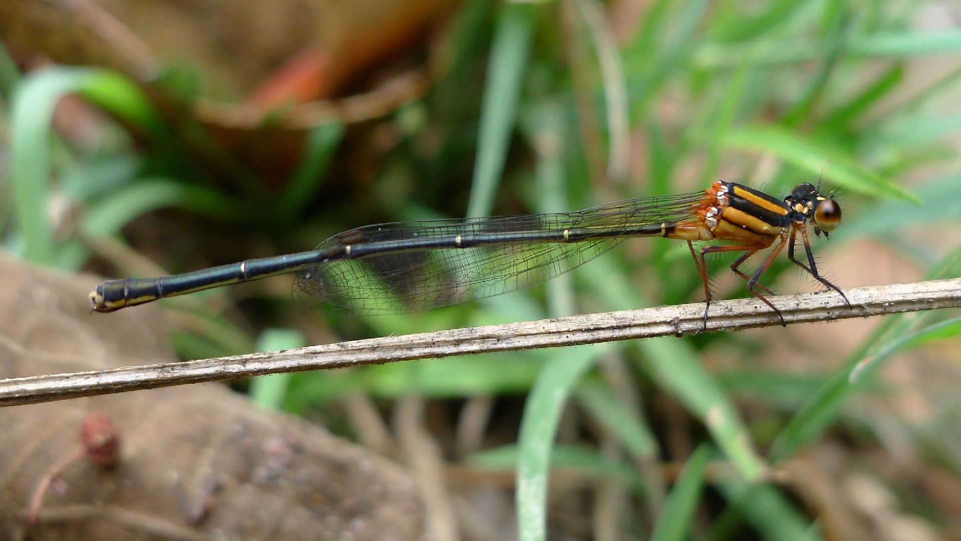 Nososticta (Nososticta)