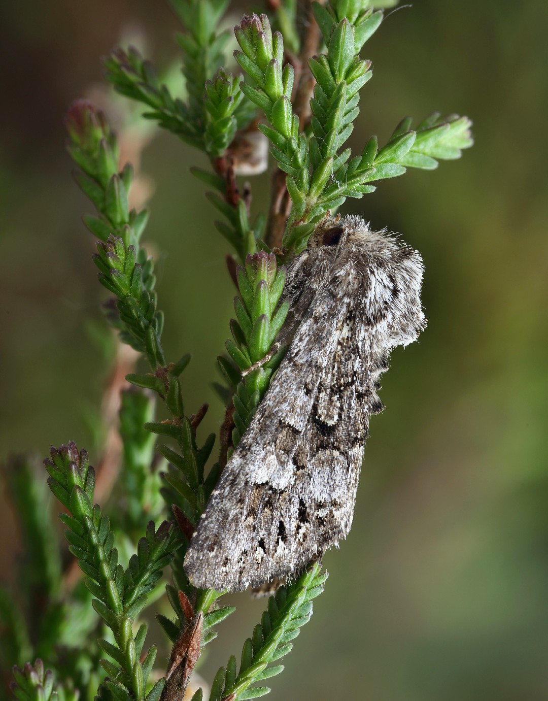 Papestra biren (Papestra biren) - Picture Insect