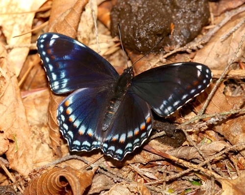 アメリカアオイチモンジ (Limenitis arthemis) - Picture Insect