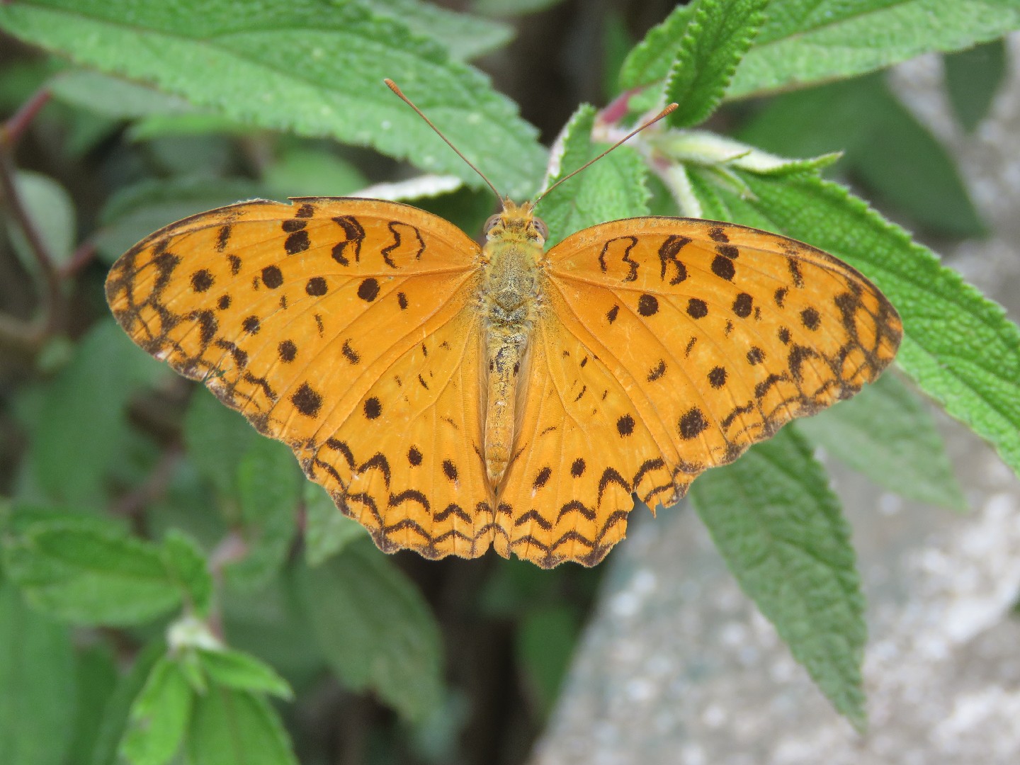 ウラベニヒョウモン (Phalanta phalantha) - Picture Insect