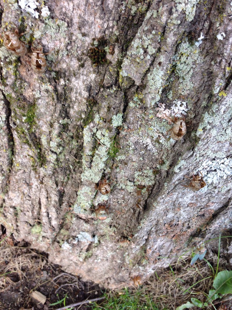 Cicadas (Cicadidae)