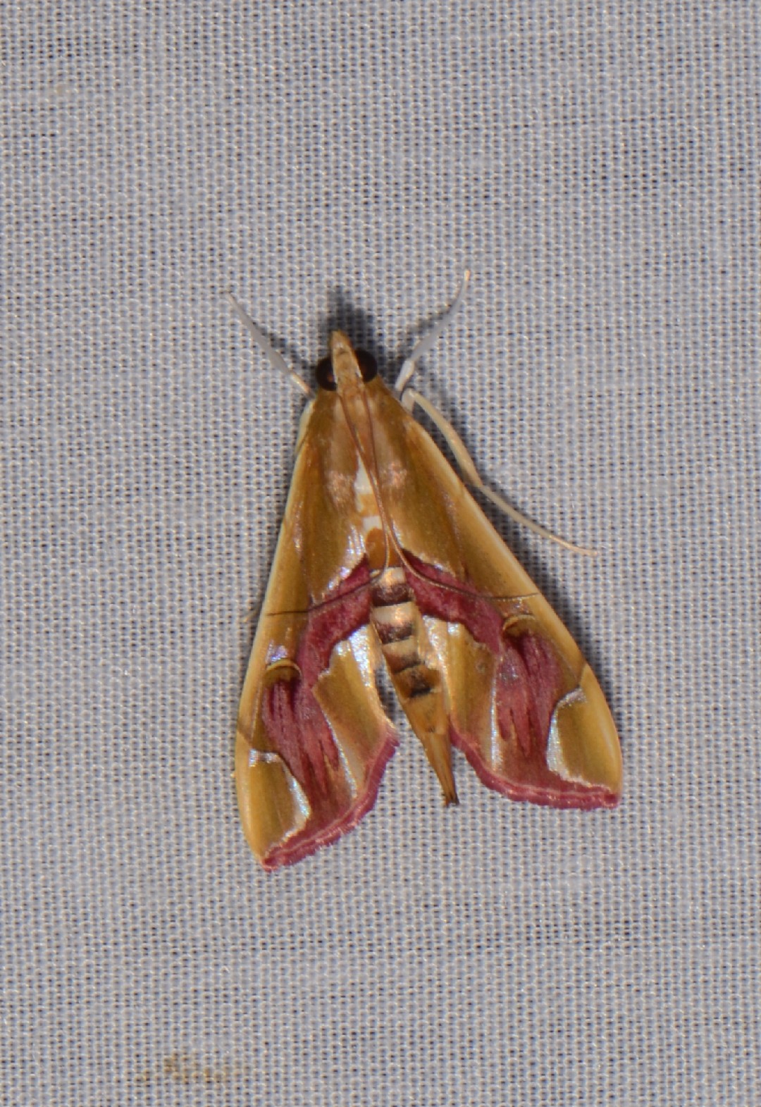 Agathodes (Agathodes)