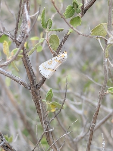 Philtraea (Philtraea)