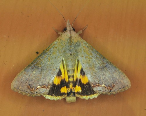 Hypocala (Hypocala)