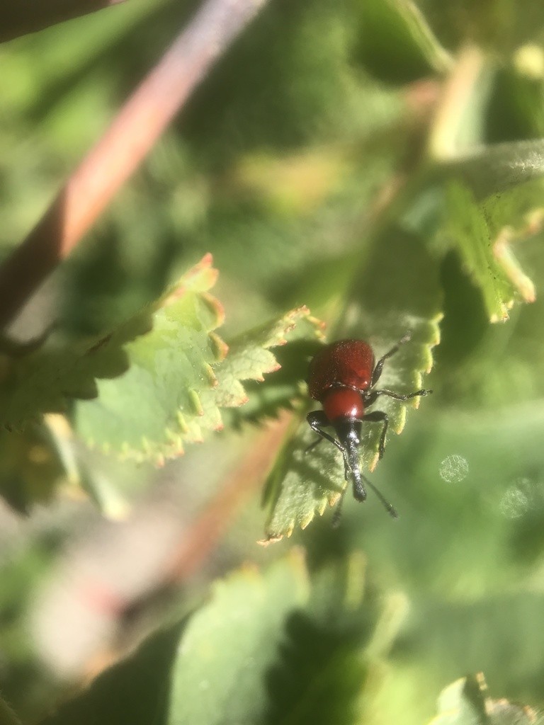 Rose weevils (Merhynchites)