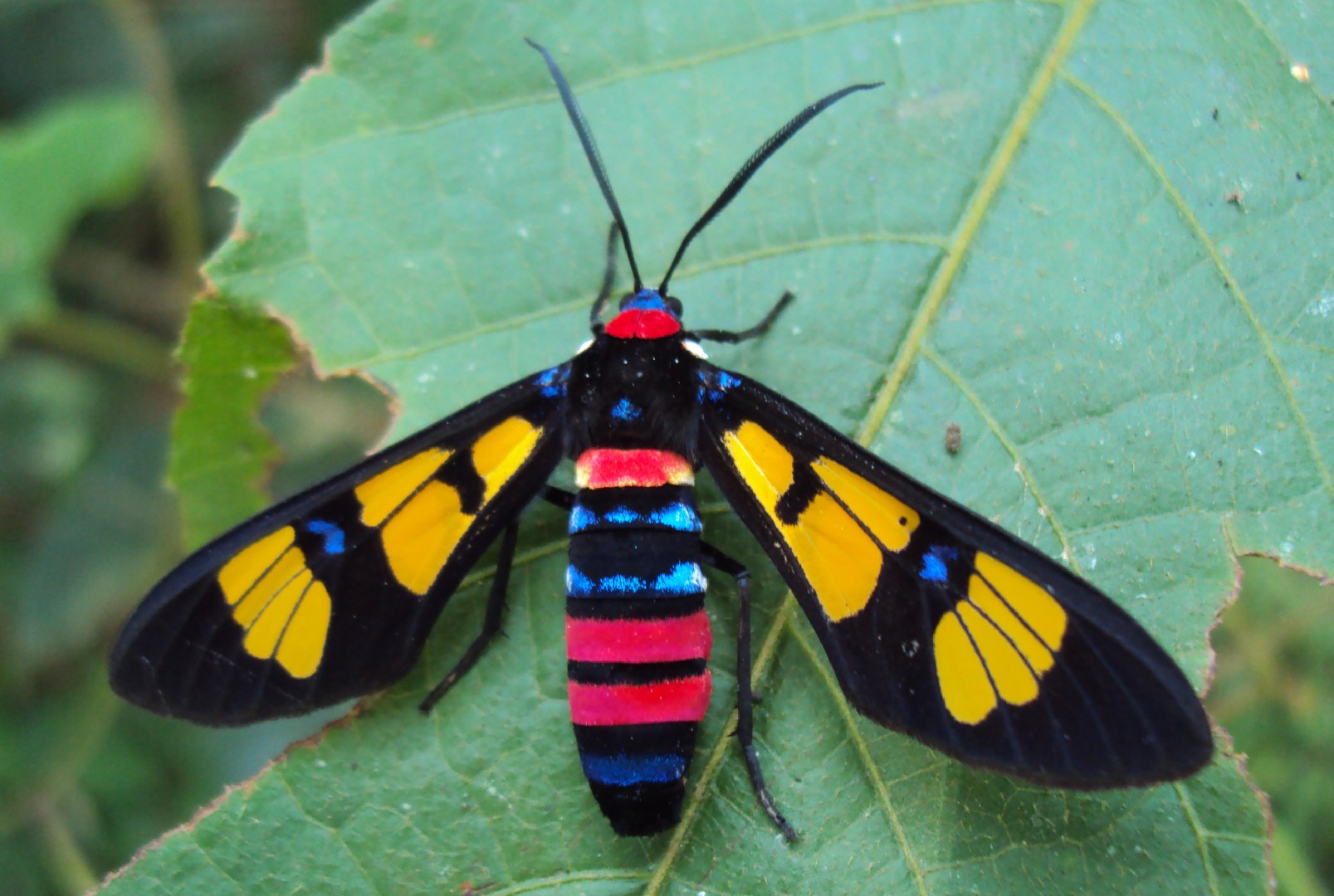 鹿子蛾屬 (Euchromia)