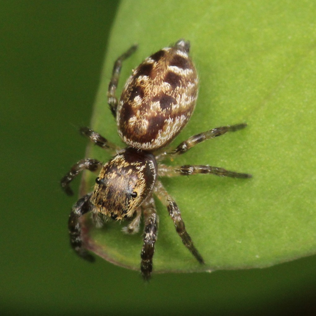 White-cheeked jumping spiders (Pelegrina)