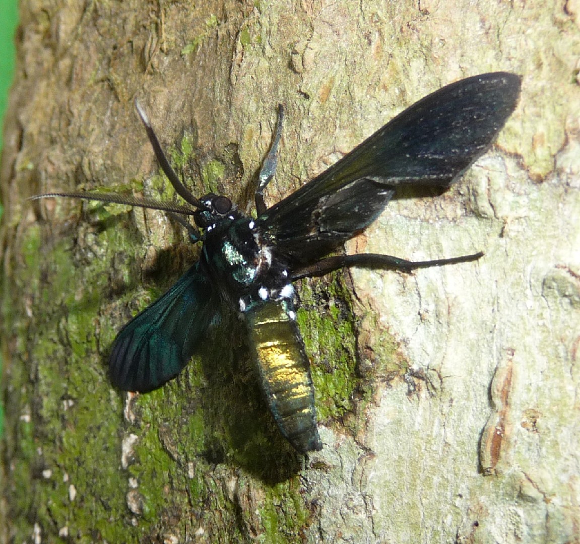 Macrocneme (Macrocneme)