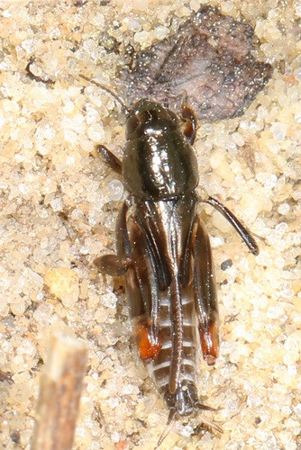 Neotridactylus (Neotridactylus)