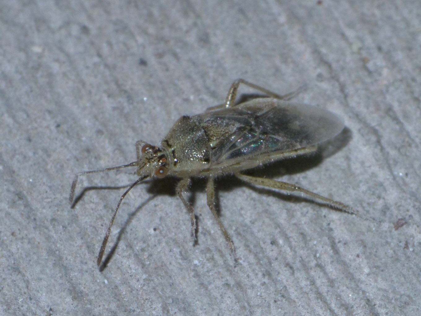 Жук травяной гиалоидный (Liorhyssus hyalinus) - Picture Insect