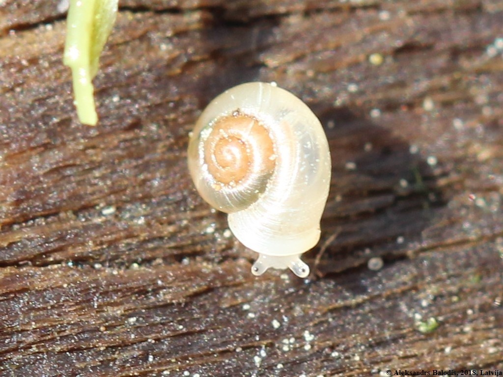 Vallonia (Vallonia) Picture Insect