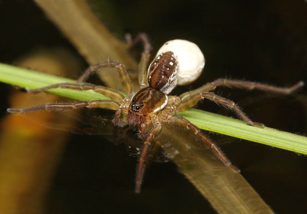 Pirate wolf spiders (Pirata)