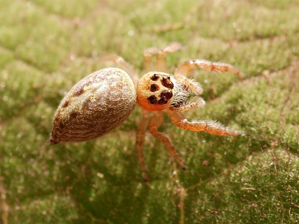 Garden jumping spiders (Opisthoncus)