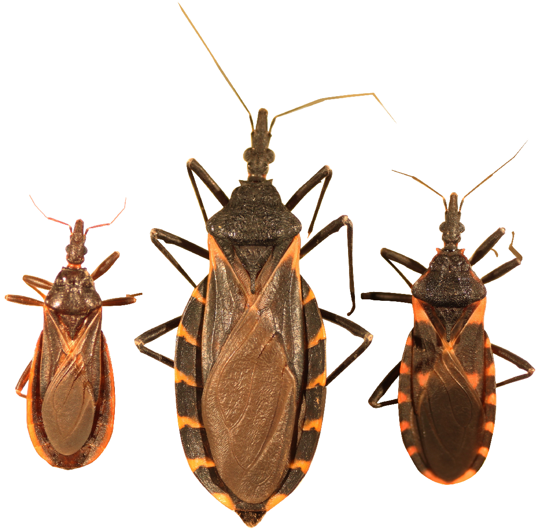 Triatoma protracta (Triatoma protracta) Picture Insect