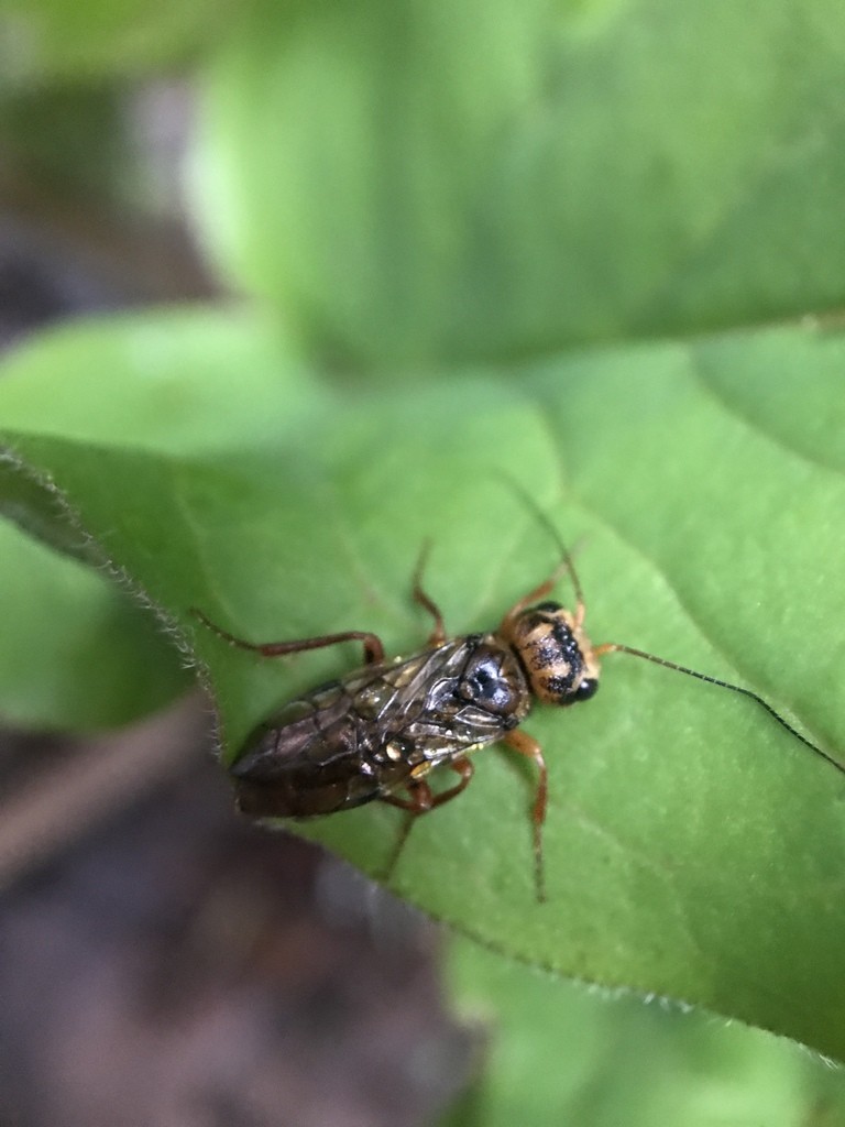 Leaf-rolling sawflies (Pamphiliidae)