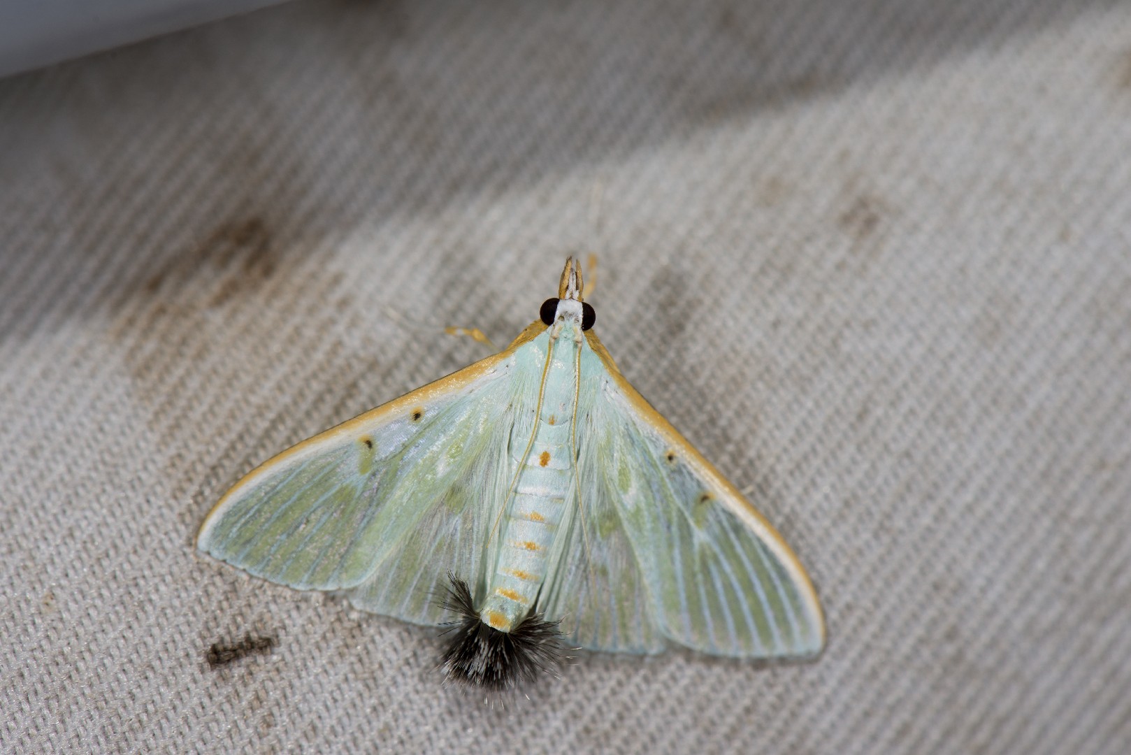 Arthroschista (Arthroschista)